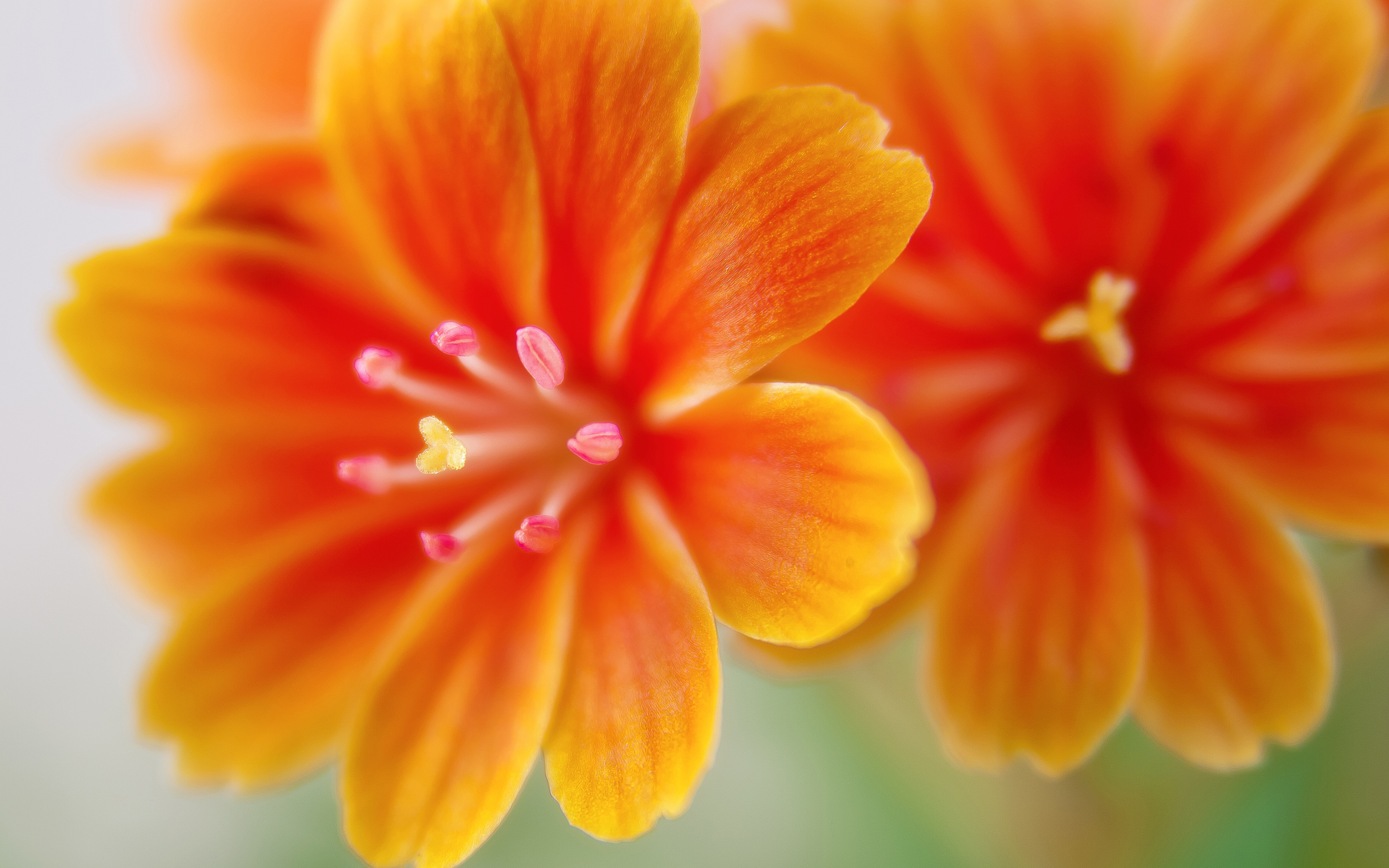 Lewisia flowers9725517012